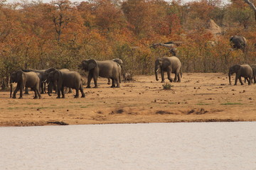 Group of elephtants