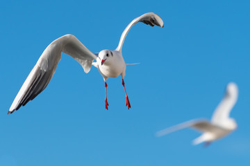 Seagull Flying Hanging in the Air Against a Blue Sky