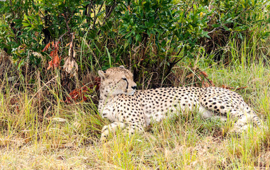 Fototapeta na wymiar Jaguar in the jungle of Kenya under a cloudy sky