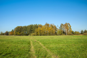 Road through green meadow and forest