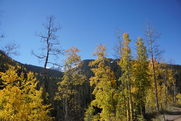 yellow aspen trees in autumn