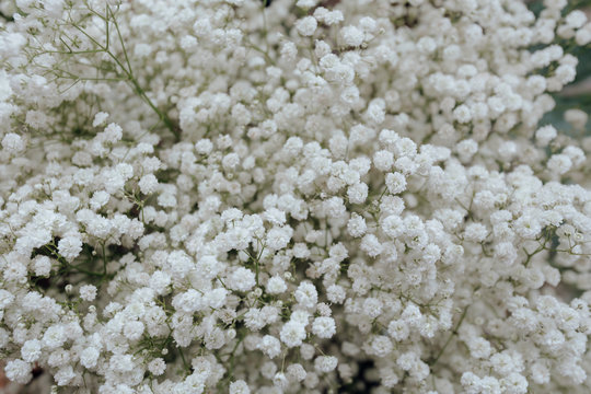 Fototapeta Closeup of white flower wallpaper