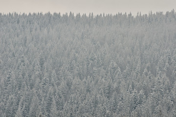 Snow-covered tops of firs. Thick coniferous forest. Winter landscape