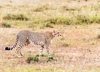 Jaguar in the jungle of Kenya under a cloudy sky