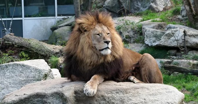 Löwe -  Panthera leo