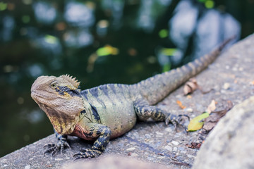 Australian water dragon