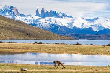 Llama feeding on grass at Torres del Paine in Chile