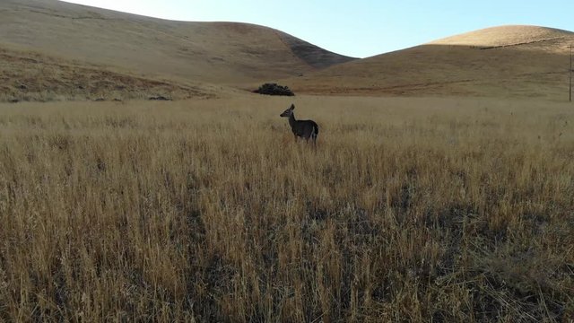 Approaching deer in California