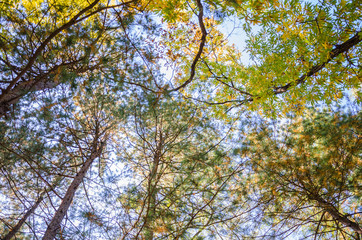 Looking up at a tree canopy.