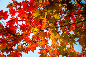 Looking up at autumn leaves on a maple tree.