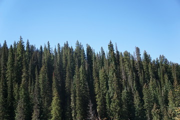 forest in the mountains