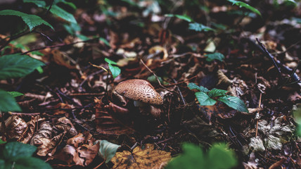 Obraz premium Photo of Small mushroom in the forest on green moss.
