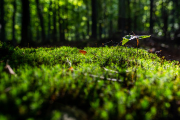 Close-up of freshness green moss and growing leaf, selective focus