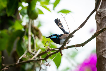 The Superb Fairywren
