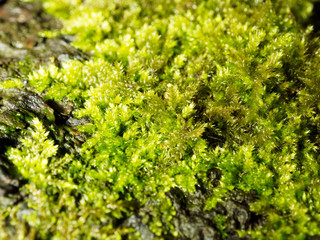Moss close up. Bright green moss closeup of closeup. Selective focus.