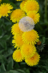 Gewöhnlicher Löwenzahn,  Blüten (Taraxacum)