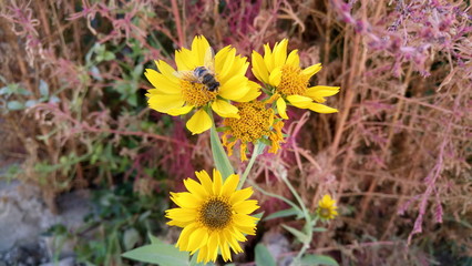 yellow flowers in the garden