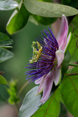 Passionsblume (Passiflora incarnata) Blüten