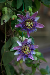Passionsblume (Passiflora incarnata) Blüten