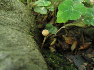 Peque&ntilde;a sera en el bosque