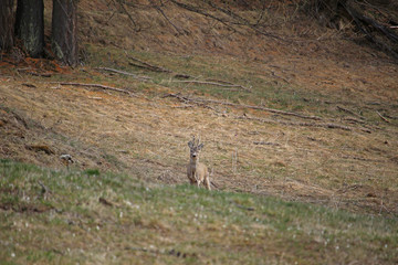 Chevreuil au printemps