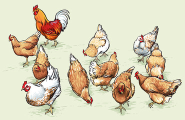 Rooster and chickens