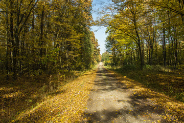 Straight road through an autumn forest