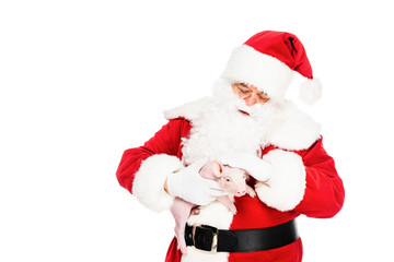 santa claus holding little pig and petting her isolated on white