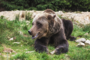 Big european brown bear (ursidae, ursus arctos) with expressive sad eyes on the forest background....