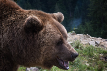 Obraz na płótnie Canvas Big european brown bear (ursidae, ursus arctos) with expressive sad eyes on the forest background. Carpathian biosphere reserve, Ukraine