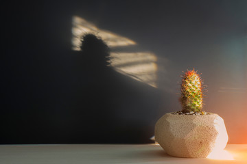 The shine of sunshine with the potted plants and the dark gray b