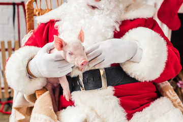 cropped shot of santa holding pig and sitting in rocking chair