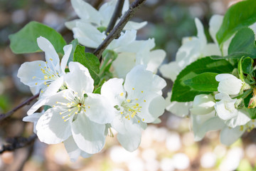 Flowers and buds of an apple tree close up