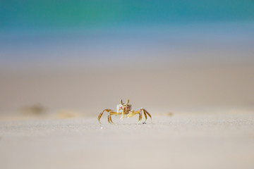 crab on  the beach