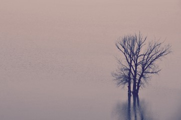 Tree in lake