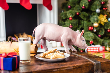 cute little pig on wooden chest with cookies and glass of milk at christmas time