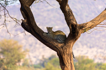 Fototapeta na wymiar Gepard auf Baum