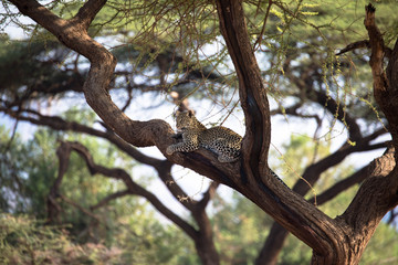 Fototapeta na wymiar Gepard auf Baum, Masai Mara, Kenya