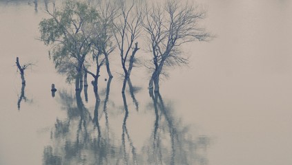 Trees in lake