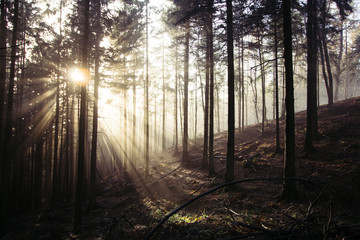 Wald im nebel und warmen licht