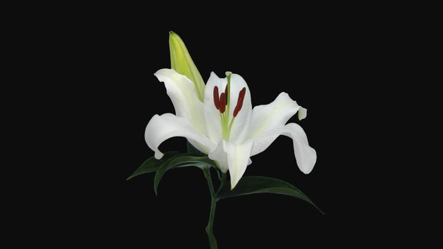 Time-lapse of opening white lily flower 2a4 in 4K PNG+ format with ALPHA transparency channel isolated on black background