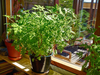 Beautiful vibrant house plants by the window