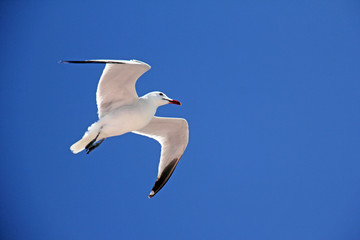 Seemöwe (Laridae) 