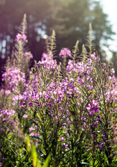 Chamaenerion angustifolium flowers, also known as fireweed, great willowherb and rosebay willowherb, in the forest against back light. Racemes of purple to pink flowers of fireweed wild flower.