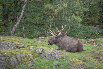 elk in the forest