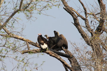 Vulture in Africa