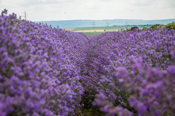 Obraz premium Pole fioletowej lawendy. Pole lavandula w Bułgarii.