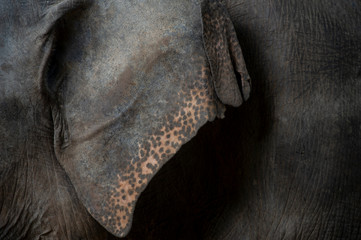 elephant ear skin texture © thanarak