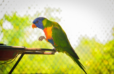 colorful bird on a branch, parrot