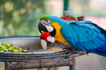 A adorable portrait of a blue and yellow macaw